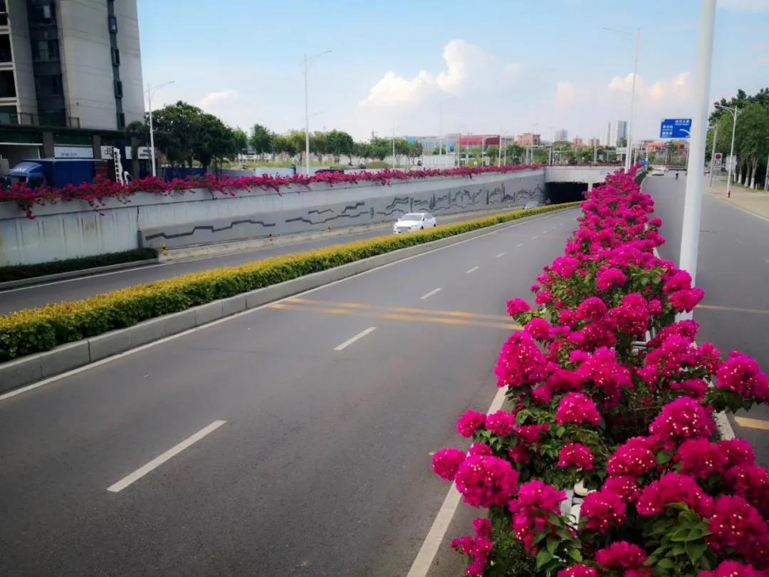 八张图带你走进桥梁立体绿化美景看看佛山有多美