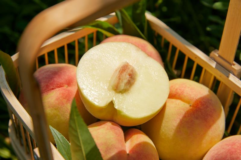 奉化水蜜桃即将下市今年你尝到这份甜蜜了吗