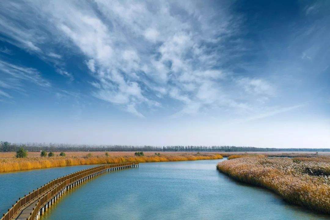 生态修复 这里成为绿色世界——探访武清区大黄堡湿地自然保护区