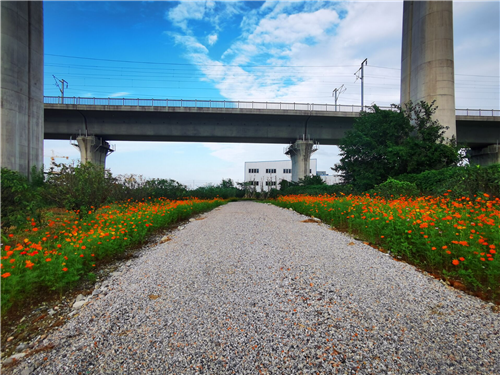 本次铁路沿线绿化提升工程总长度约6.