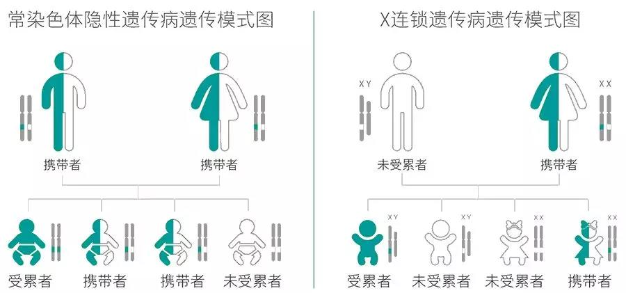 常染色體隱性遺傳病及x連鎖遺傳病遺傳模式圖