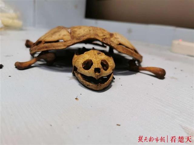 管一个多月,我原计划2月20日左右回学校,正常情况这只鳄龟应该还活着