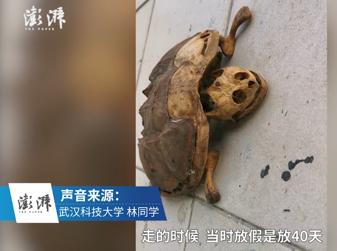 大学生林同学返校发现自己养的乌龟已干死,仅剩骨架.