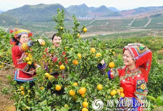 身着民族服饰的村民在红山万亩果园喜摘柑橘 傅聪 摄