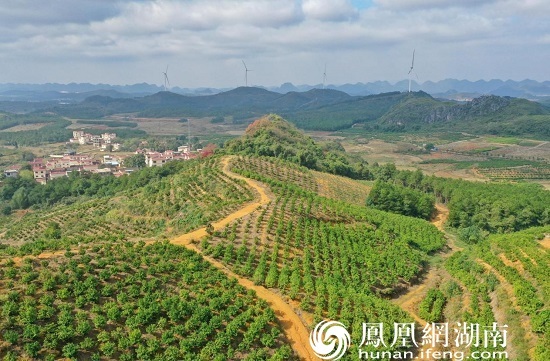 江华瑶族自治县白芒营镇社湾村红山万亩果园 傅聪 摄