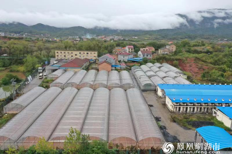 茶陵县枣市镇枣园村标准化的烟叶育苗大棚