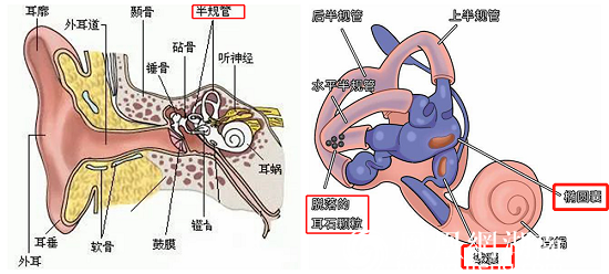 耳石脱落于半规管导致耳石症