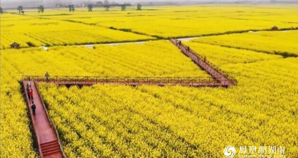 常德：油菜花儿开 鼎城十美花海等你来