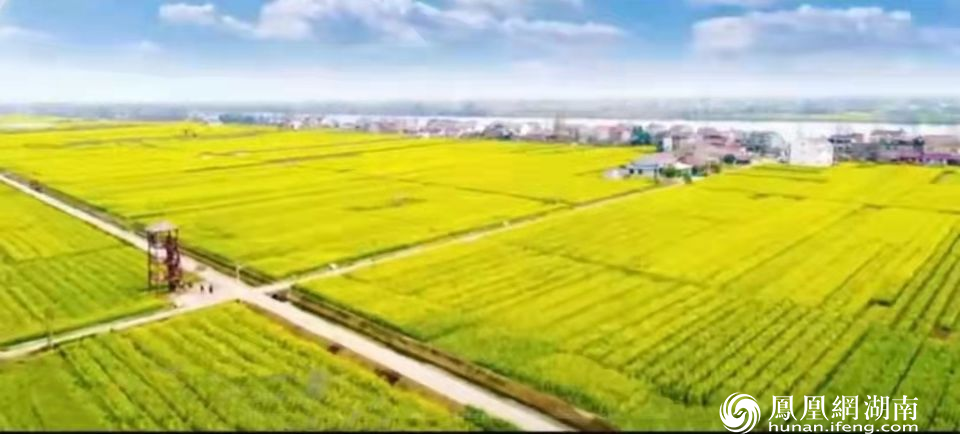 定了! 湖南油菜花节开幕式将于3月15日在鼎城区十美堂镇举办