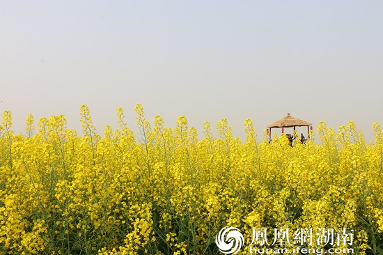 常德十美堂油菜花图片