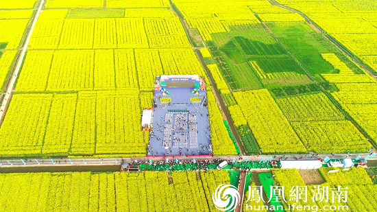 气势磅礴的油菜花海，诗情画意