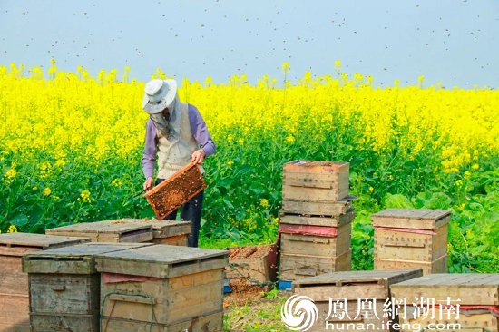 镜头下的养蜂人，生活如蜜