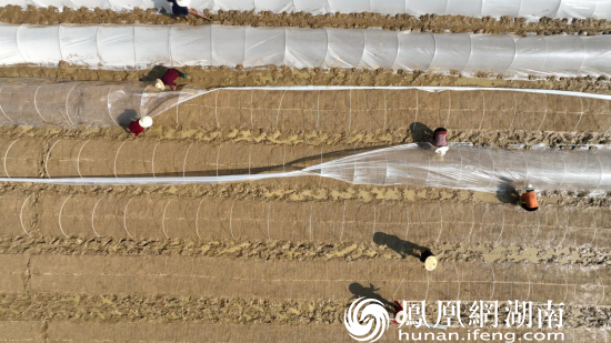 3月15日，村民正在给秧苗覆膜。（江背镇供图）李政 摄