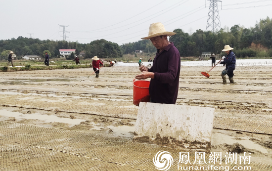 3月16日，在安沙镇天健农机合作社，村民们正趁着好天气，进行早稻育秧播种。安沙镇供图