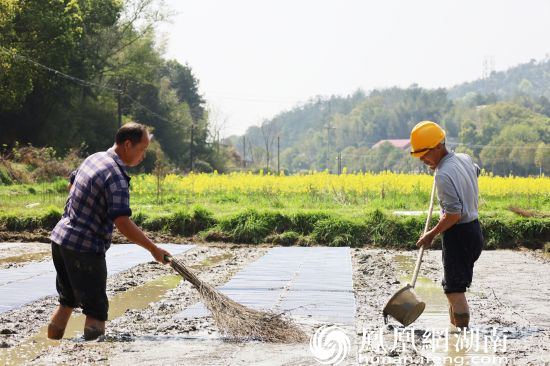 3月15日，在大片的油菜花田的衬托下，北山镇蒿塘社区的村民们正在秧田里忙碌。（北山镇供图）陆瑶摄