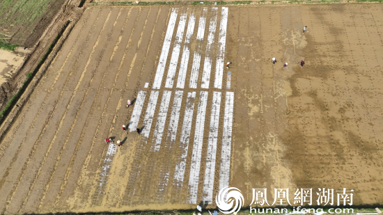 3月15日，走进长沙县江背镇，村民们正抢抓晴好天气育秧。大家分工协作，摆育秧盘，播散稻种，忙得不亦乐乎。（江背镇供图）李政摄