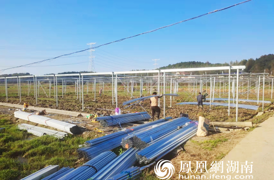 3月13日，在长沙县路口镇荆华村，种粮大户在搭建集中育秧棚。路口镇供图