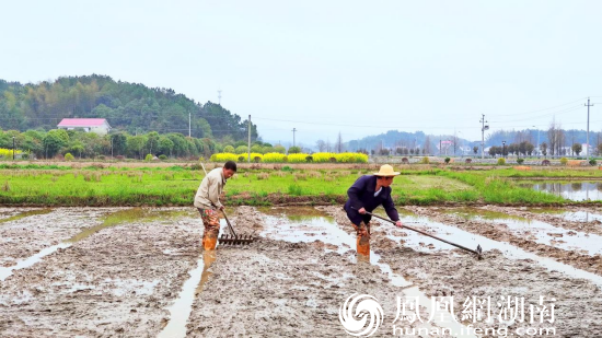 3月15日，在长沙县金井镇王梓园村，农民在秧田劳作。（金井镇供图）何卫权摄