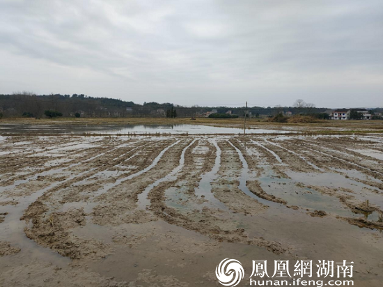 金盘村旋耕过的稻田如画一般