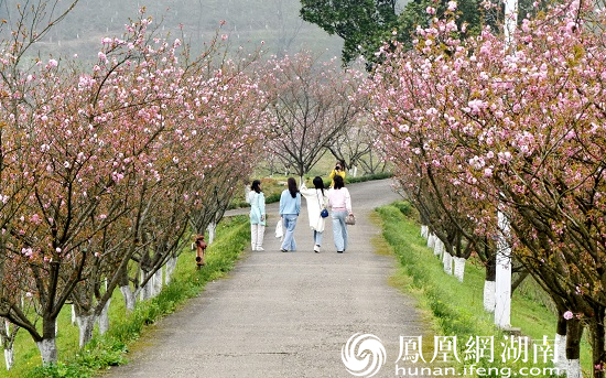 春日桃花源