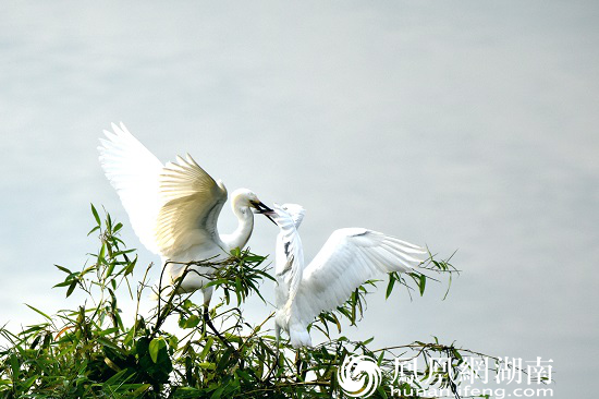 肖伍铺鹭鸟 钟文明摄