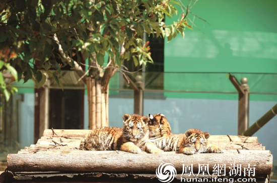 图为长沙三珍虎园萌萌的小老虎。资料图片