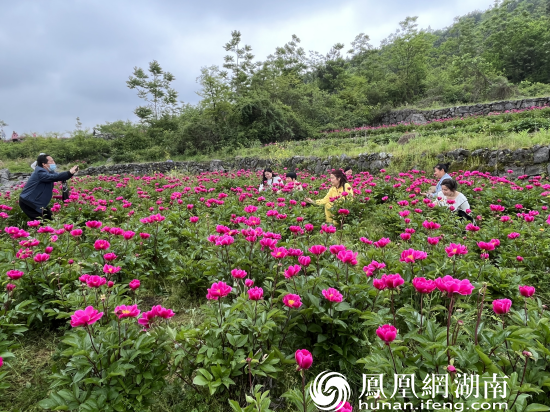 梧桐村芍药花基地