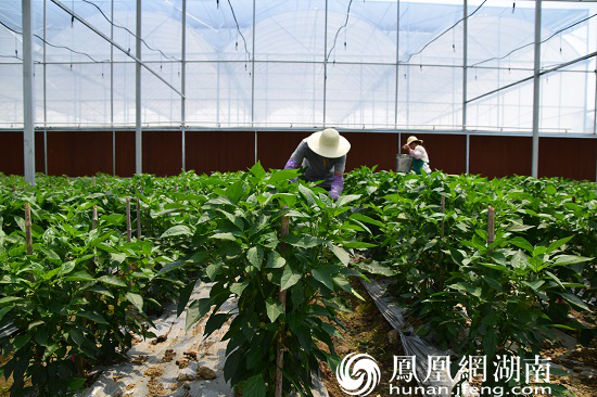 郑太有机农场培育有机蔬菜的玻璃温室大棚