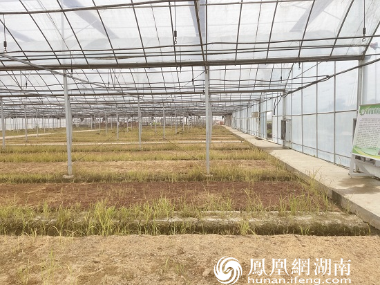 育秧基地宽敞