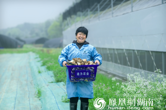 迪为农业种植的羊肚菌，提高了果园镇农业科学技术水准，也带动了周边农户就业。章帝 摄