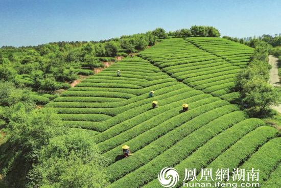 开慧镇建成研学产业园、茶文旅融合基地等文旅产业园，让游客留得住、不想走、还想来。图为开慧镇骄杨茶园。章帝 摄