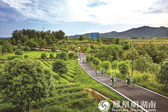 市民在金井镇万亩茶园骑行,乐享悠闲生活。金井镇供图