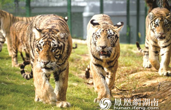金井镇三珍虎园内,老虎正在踱步。金井镇供图