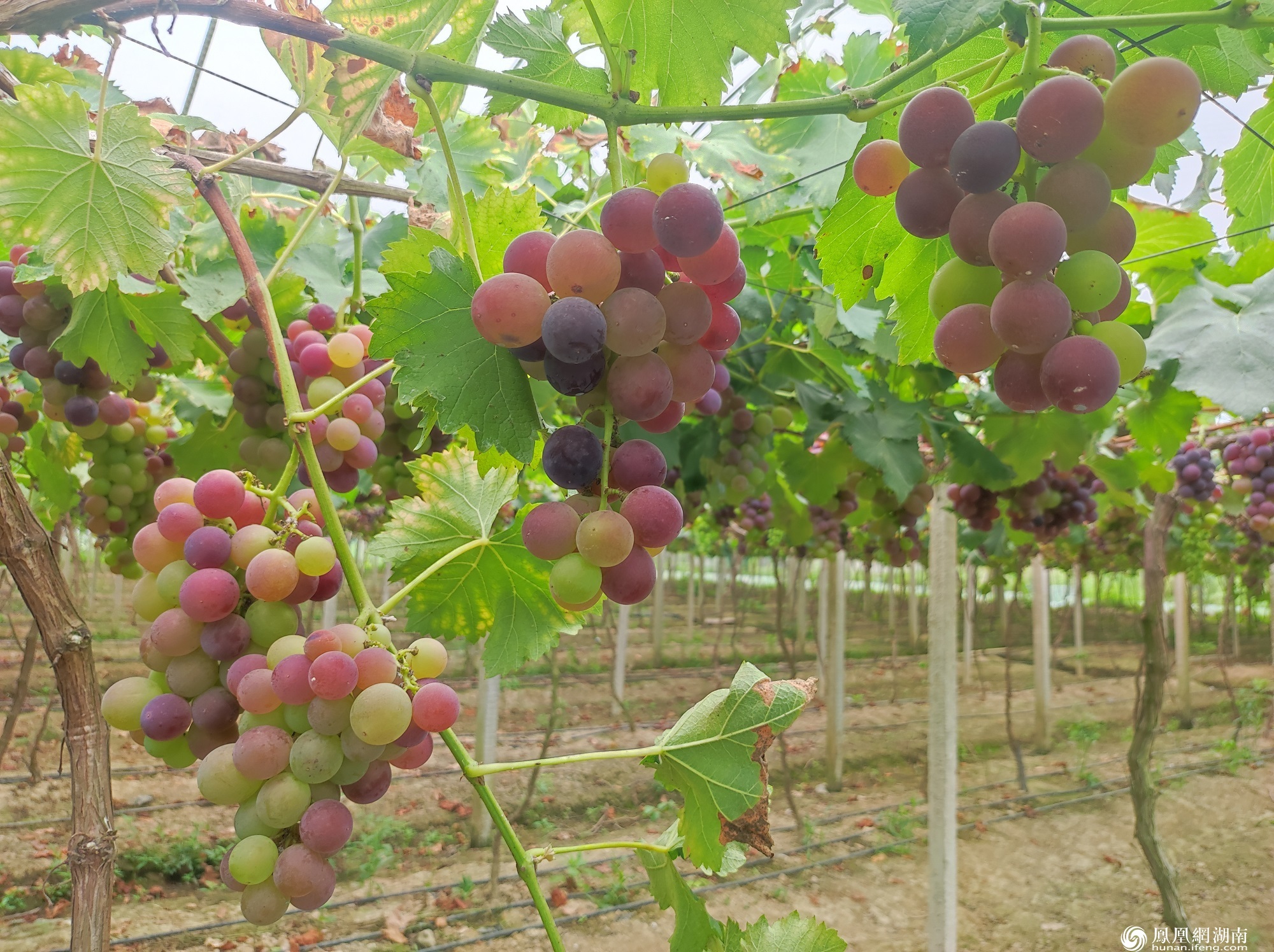 电商直播进乡村：湘潭农民下得了地 上得了直播