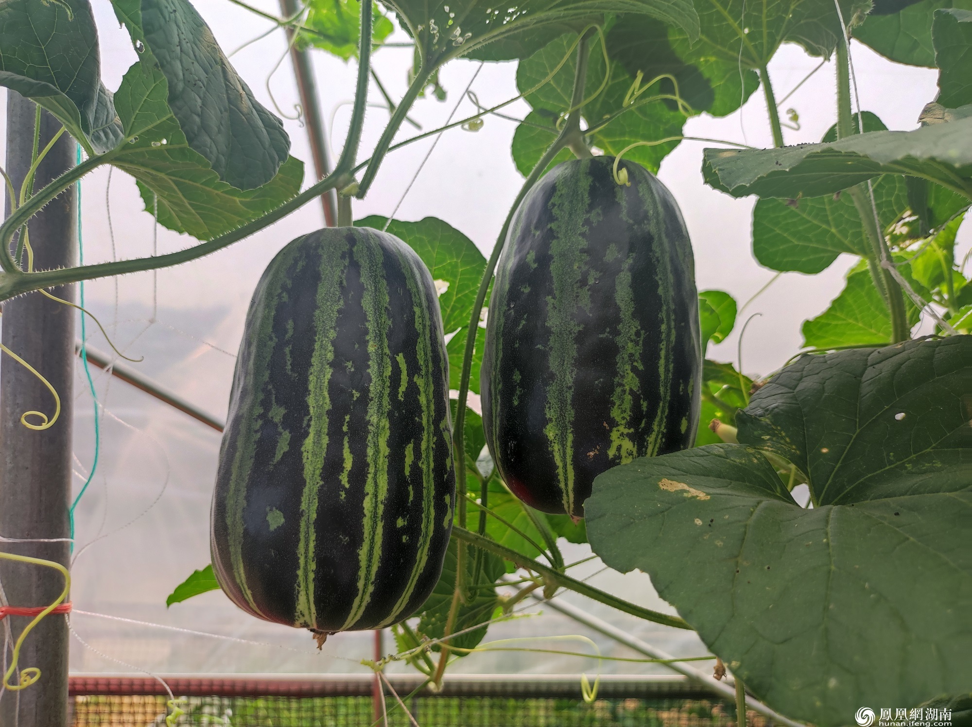 挂在枝头的博洋瓜