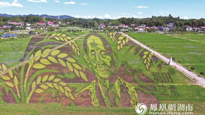登上稻田旁20米高的观景台，可以看到一幅由彩色稻“绘制”的袁隆平巨幅画像，微风拂过，栩栩如生。罗展 摄