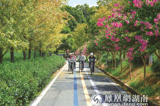 焕然一新的茶产业路，极大地带动了乡村旅游，绘就出乡村振兴“金井模式”。章帝 摄