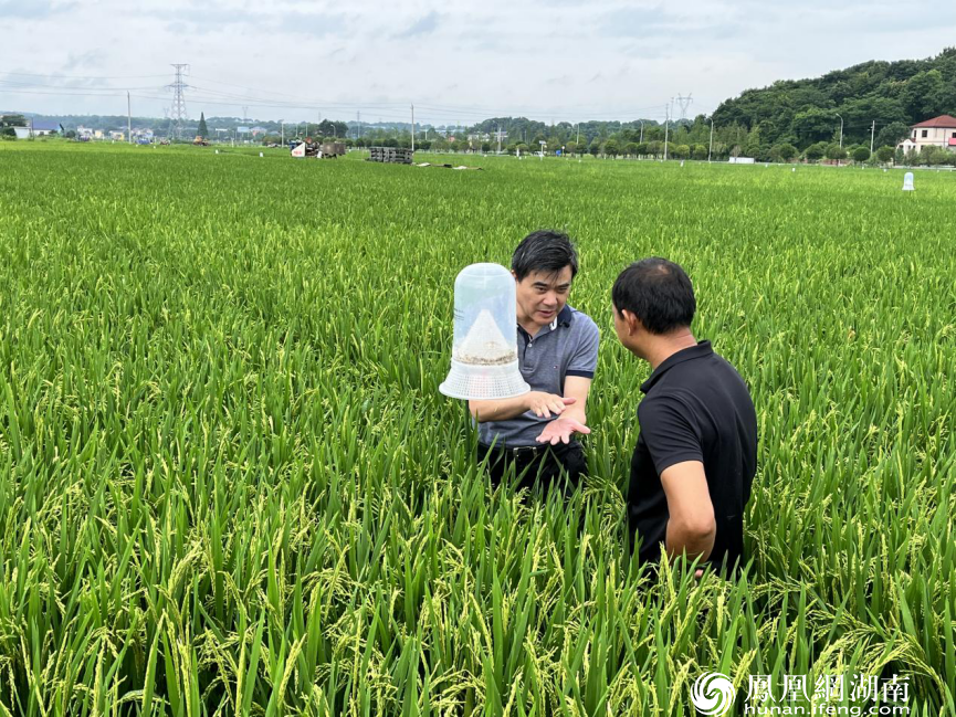 柏连阳院士(左)正在向龙伟义(右)介绍稻田除草技术经验。供图
