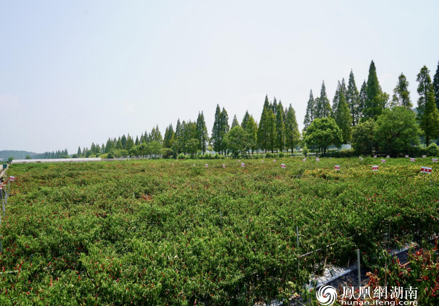 湘研种业的辣椒基地里一片片青红交错。刘鑫宇 摄