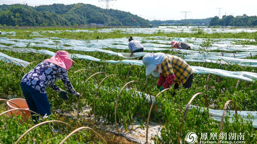 在九木村,村民们在自家田地里采摘辣椒。 胡宇韬 摄