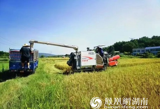 合作社机械化收割现场