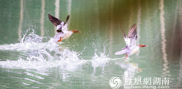 南山国家公园两江峡谷片区—中华秋沙鸭（国家一级保护野生动物）