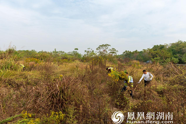 亮出“利剑” 星沙街道200余亩加拿大一枝黄花将被集中清除