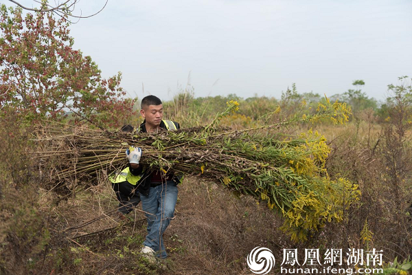在草丛里，星沙街道生态环境办公室工作人员范仲武正徒手将这种植物拔除。