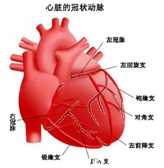 心脏由左冠状动脉(分为前降支,回旋支)和右冠状动脉供血供氧