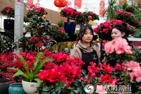 长沙春节近郊游的宝藏目的地 2023“花YOUNG莲花”新春花市“给你好看”