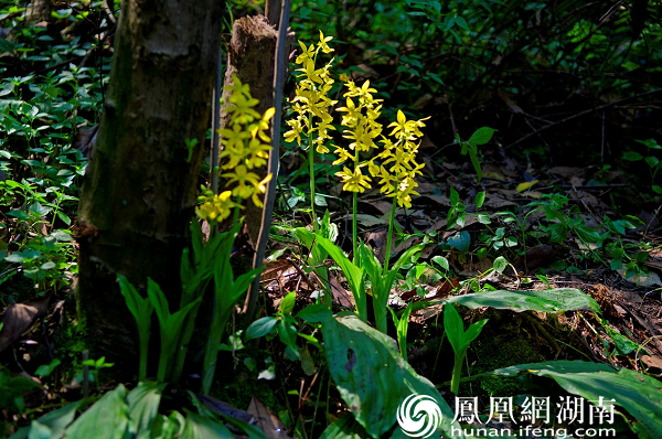 南山国家公园—崀山片区大黄花虾脊兰（国家一级保护野生植物）