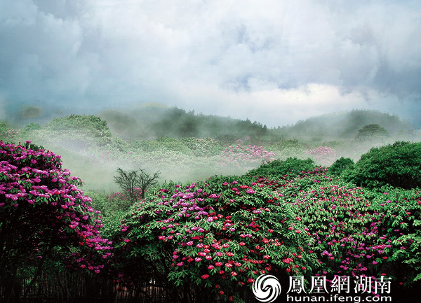 南山国家公园十万古田高山杜鹃花海