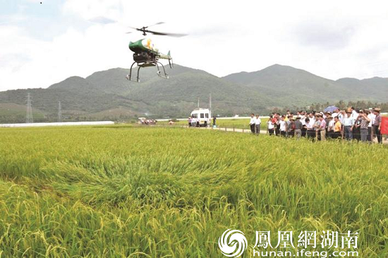 图为湖南植保无人机技术有限公司研发的无人机在田间作业。企业供图