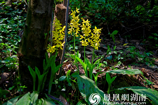 崀山大黄花虾脊兰—国家一级保护野生植物（摄影：贺君）